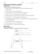 What Is the Endocrine System?